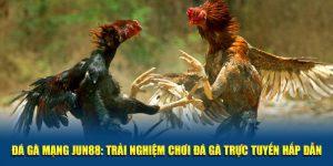 Trải nghiệm đá gà mạng mới mẻ tại Jun88