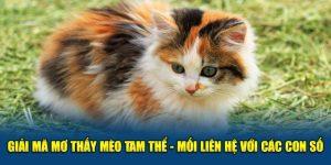 Giải mã giấc mơ thấy mèo tam thể cùng thương hiệu Jun88