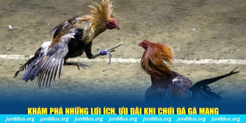 Khám phá những lợi ích, ưu đãi khi chơi Đá gà mạng