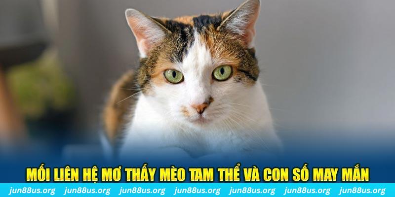 Mối liên hệ mơ thấy mèo tam thể và con số may mắn