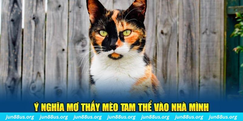 Ý nghĩa mơ thấy mèo tam thể vào nhà mình