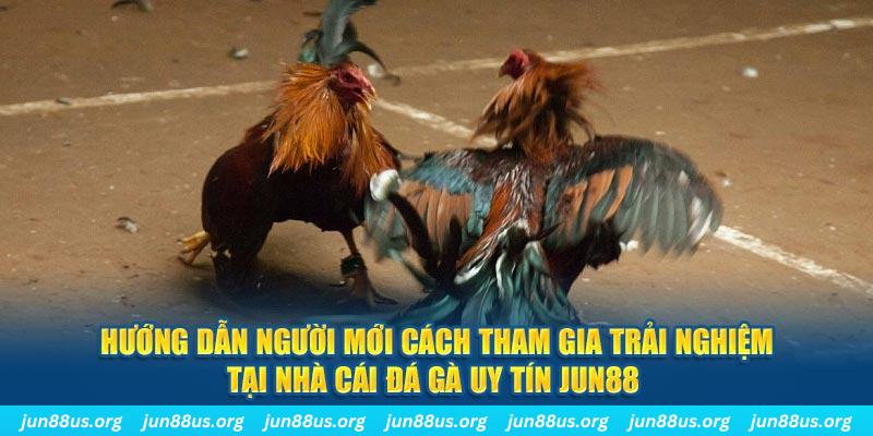 Hướng dẫn người mới cách tham gia trải nghiệm tại nhà cái đá gà uy tín Jun88 