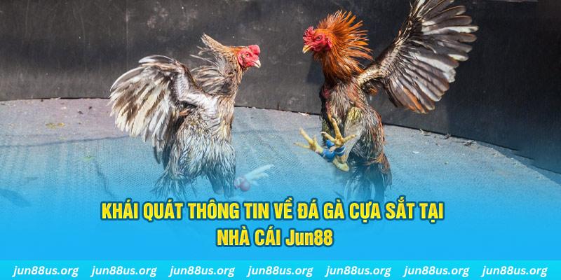 Khái quát thông tin về đá gà cựa sắt tại nhà cái Jun88