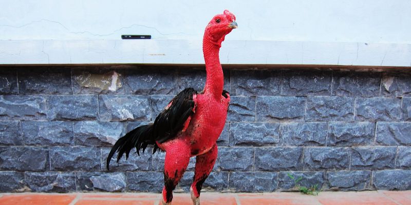 Cách làm cho gà lì đòn qua chế độ dinh dưỡng