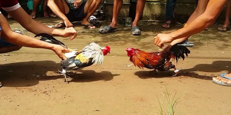 Quan sát kỹ sẽ thấy rõ màu lông nào đang chiếm ưu thế