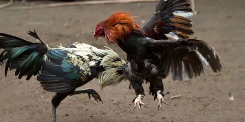Ưu điểm lớn nhất của dòng đá gà trực tiếp Thomo